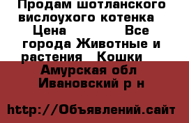 Продам шотланского вислоухого котенка › Цена ­ 10 000 - Все города Животные и растения » Кошки   . Амурская обл.,Ивановский р-н